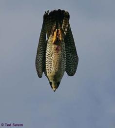 Peregrine Falcon - fastest diving bird. Tucked into a dive that will last seconds due to its great height and reach around 389 km/h.