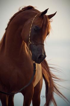 Arabian Horse