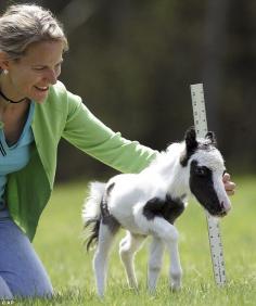 Meet Einstein, the world's smallest horse who weighs less than a newborn baby. OMG.