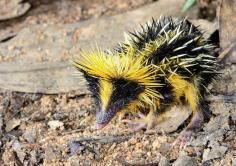 Lowland Streaked Tenrec