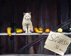 Cat Photography Cat photo fine art photography by MollysMuses