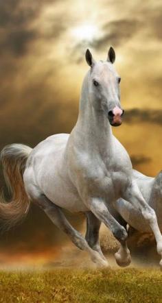 Equine beauty - White Horse