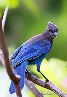 Stellar Jay. Photo: Gary Grossman, via Flickr