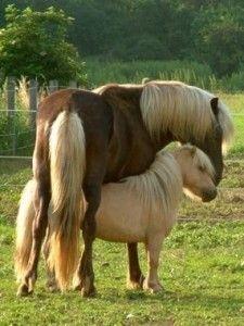 Horse and pony