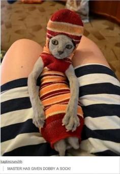 master has given dobby a sock