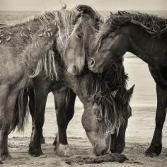 2013 ‹ Sable Island Horses