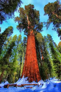 Sequoia National Park, California.