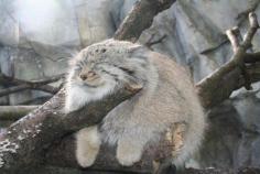 
                        
                            A Pallas cat
                        
                    