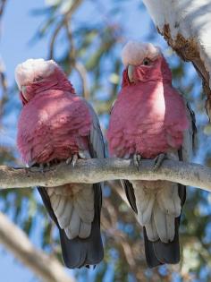 Galah Cockatoo, also known as the Rose-Breasted Cockatoo