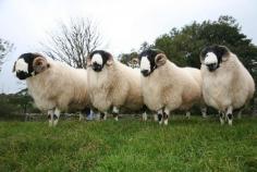 Yorkshire Dales sheep