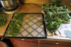 Dehydrating Greens(Kale) for Use in Soups, Smoothies and More