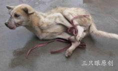 
                        
                            im sorry-warning-this is heartbreaking-Look at this picture, a dog waiting to skinned to death. This is why we will never give up, ban fur. Do not purchase any 'faux' fur .From fur coats to tiny trinkets to dog and cat toys, do not purchase anything with fur on it, even if it's labeled as "faux," because 96% of fur marked as "faux" is real. And if it's made in China, it's most likely a dog (like this one) or cat that was skinned alive after a horrific existence.
                        
                    