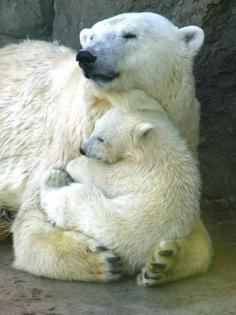 
                        
                            Polar bear snuggles
                        
                    