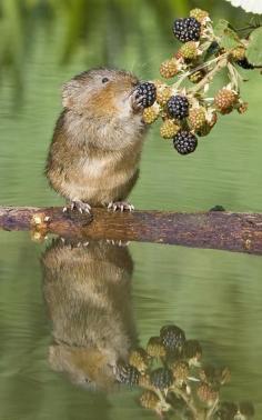 
                        
                            Water Vole
                        
                    