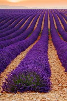 Lavender field at plateau de Valensole, Provence, France