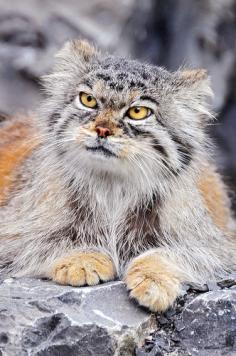 
                        
                            ~~ Female Pallas's cat ~~
                        
                    