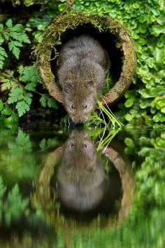 
                        
                            Wild Water Vole in a Hole
                        
                    