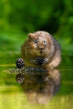 
                        
                            Water Vole with Blackberry
                        
                    