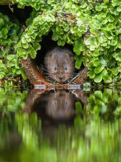 
                        
                            ~~water vole by Nick Holland~~
                        
                    