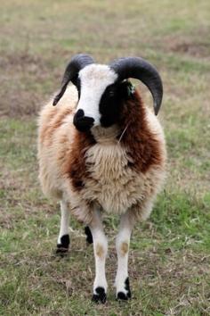 Dazs has wide swept horns and gorgeous crimpy fleece, w His fleece just glistens in the sun!