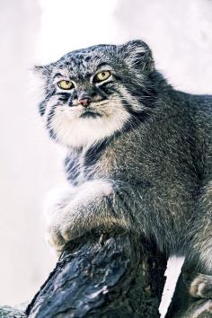 
                        
                            Pallas Cat - that is a very "not-trusting" look on this cat...
                        
                    