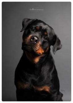 
                        
                            Rottweiler puppy.
                        
                    