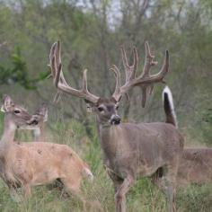 
                        
                            Image detail for -The Heart Attack Buck, in Deer Hunting Rumors
                        
                    