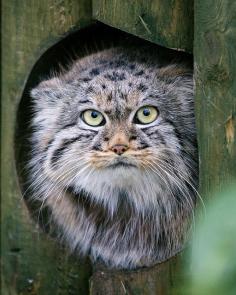 
                        
                            Pallas's Cat, Otocolobus Manul, also called the Manul, is a small wild cat having a broad but patchy distribution in the grasslands and montane steppe of Central Asia - photographed by Nick Jewell.
                        
                    