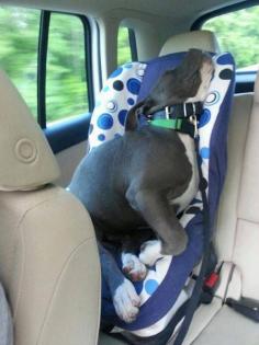 
                        
                            awwwwww!!!!  Puppy in baby seat!
                        
                    