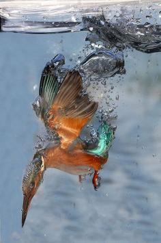 
                        
                            Adrian Groves - Kingfisher underwater
                        
                    