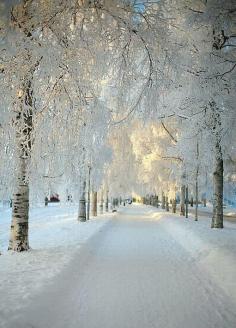 Snowy Sunrises, Dalarna, Sweden