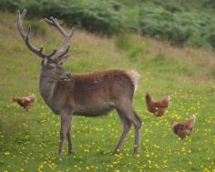 Deer In Scotland Form An Unlikely Friendship With A Flock Of Chickens