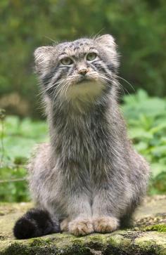 
                        
                            Manul, Sometimes Called a Pallas Cat
                        
                    