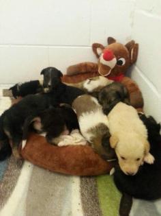 Hunter Saves 20 Puppies By Literally Giving Them The Clothes Off His Back