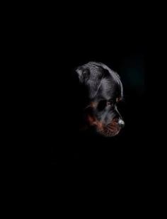 
                        
                            Rottweiler. Outstanding photography.
                        
                    