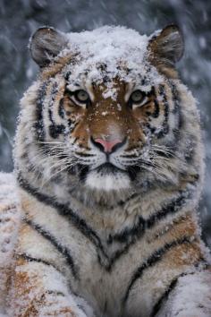 Tiger in snow.