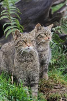 
                        
                            Scottish Wild Cats
                        
                    