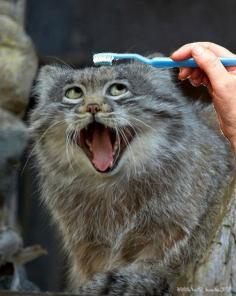 a Palla's Cat enjoying(?) a nice grooming.  #toothbrushuses #whoknew #nature #cat #wild