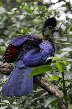 Purple-Crested Turaco (Tauraco porphyreolopha)