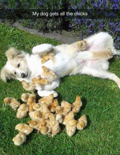
                        
                            Such a chick magnet
                        
                    
