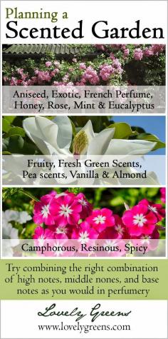 
                        
                            The 15 Categories of Scented Flowers and Plants ~ Lovely Greens ~ #gardening
                        
                    