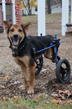 
                    
                        Paralyzed Stray Dog Found Crawling On Thai Beach Makes Stunning Transformation
                    
                