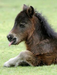 
                        
                            Shetland pony
                        
                    