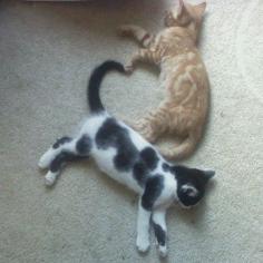 
                        
                            2 kitties make a heart!
                        
                    