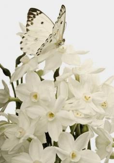 
                    
                        Lovely white butterfly and flowers.
                    
                