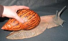 
                    
                        The Giant Ghana Snail. With a shell that commonly grows to a length of 18cm and a diameter of 9cm, but has been observed to grow as large as 30x15cm, the giant Ghana snail is the world's largest land snail. Native to West Africa, giant Ghana snails can be found within 160 to 305 klm of the coasts of Sierra Leone, Liberia, Ivory Coast, Togo, Benin, Nigeria, & Ghana.
                    
                