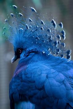 
                    
                        #Victoria crowned pigeon
                    
                