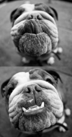 
                    
                        English Bulldog... what a nice smile
                    
                