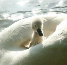 
                    
                        Cygnet
                    
                