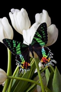 
                    
                        Madagascar Butterfly by Garry Gay
                    
                